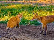 The one item to leave out in August to attract foxes to your garden