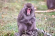 Thermal drone deployed in search for escaped monkey in Highlands