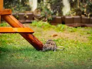 Three garden plants that naturally deter rats