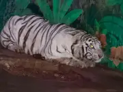 Tiger, lion and panther seized in Mexico cartel raids