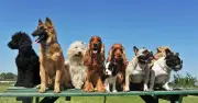 TikTok vet names 5 dog breeds she would never own herself
