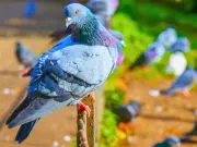 Tin foil trick to keep pigeons out of your garden this August