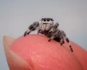 Tiny Jumping Spiders Become Social Media Sensation as 'Web Puppies'