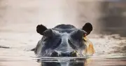 Toddler dies and teen missing after hippo attack in Kenya