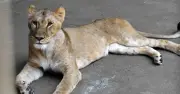 Tokyo Zoo Lionesses Die in Suspected Heatstroke as Japan Swelters