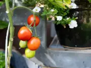 Tomatoes 'sweeter' with 2-ingredient DIY comfrey tea fertiliser