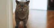 Top 7 Cat Breeds Prone to Separation Anxiety When Left Alone