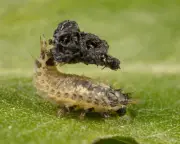 Tortoise beetle larvae use waste as shield in Ceredigion