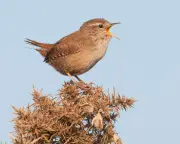 Traffic noise negates birdsong mood benefits, study finds