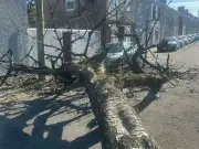 Tree falls on Cardiff street, blocks roads and cuts internet