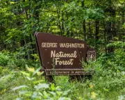 Trump administration to rescind roadless rule protecting old growth forests