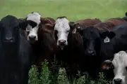 Trump faces Republican backlash over beef import tariff