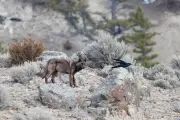 Trump rollback of forest protections threatens endangered species