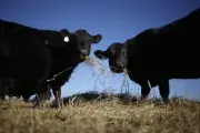 Trump's beef import plan faces backlash from US cattle ranchers