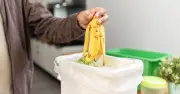 Turn Kitchen Scraps into Garden Gold: Eggshells, Banana Skins
