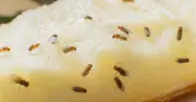 Two common household items that repel fruit flies naturally