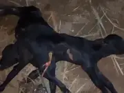 Two-Headed, Eight-Legged Calf Dies After Rare Birth in India