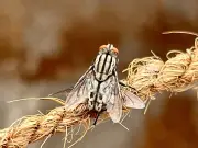 Two-Ingredient Spray to Banish Kitchen Flies