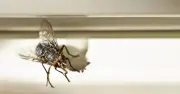 Two-Minute Sink Task Keeps Flies Away This Summer