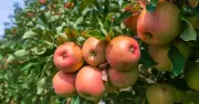 UK cider producers face 'worst year ever' after drought-hit apple harvest