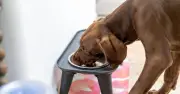 UK Dog Food Recall Over Blindness Reports: 192 Complaints