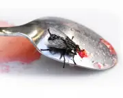 UK fly infestations: readers share experiences and solutions