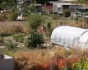 UK gardeners: how is your plot coping with the heat and drought?