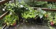 UK gardeners urged to check plant pots and containers this week