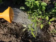 UK gardeners warned to avoid watering plants in heat of day