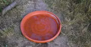 UK households urged to leave water bowls out for wildlife this summer