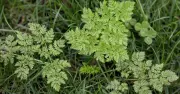 UK households warned over most poisonous plant blooming now