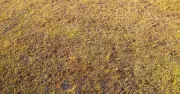 UK households warned over reviving scorched lawns after heatwave
