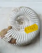 UK Jurassic fossil collection sold to Abu Dhabi museum