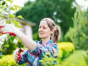 UK Law on Cutting Neighbour's Overhanging Tree Branches Explained