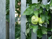 UK law on picking fruit from neighbour's overhanging tree