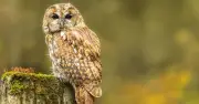 UK owl sanctuary run by 87-year-old to close after complaints
