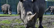 UK safari rhinos smash cars, families fear death
