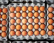 UK Salmonella Cases Expected to Rise Until Source Found