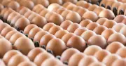 UK shoppers told to check Lion mark on eggs to avoid salmonella
