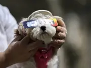 UK solar eclipse could spark strange pet behaviour but do they need safety glasses