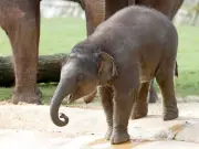 UK zoos close early as temperatures forecast to hit 38C