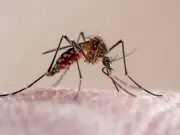 UKHSA malaria warning for holidaymakers heading abroad this summer