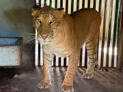 Ultra rare 'hybrid animal' among 135 exotic animals found in cartel mansion