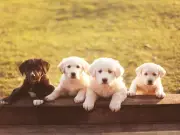 Vet Names Three Dog Breeds He Recommends Owning Most