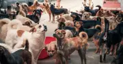 Vet names top 5 dog breeds, including 'velcro' Cavalier and loyal Poodle