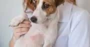 Vet nurse warns of easily missed sunburn signs in dogs