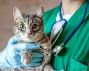 Vet ownership rule changes 'let private equity firms hide'