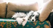 Vet reveals 5 things he'd never do with his own dog