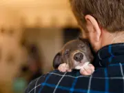 Vet reveals dog breeds that dislike loud owners