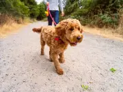 Vet reveals exact daily dog walking times based on age and breed